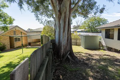Boundary tree growing on a shared fence line in Mornington Peninsula