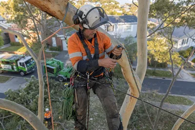 Qualified arborist working with a two rope climbing system in a backyard eucalyptus in Mornington Peninsula