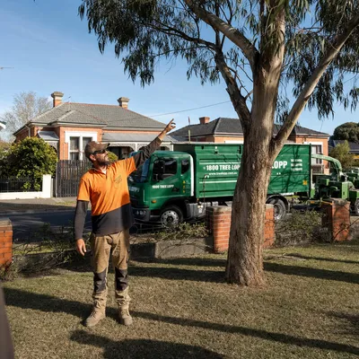 Tree Removal pricing in Mornington Peninsula