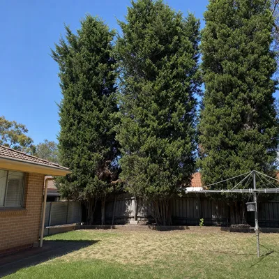 Before: Large cypress windbreak, sectional dismantling near a boundary fence, Mornington Peninsula