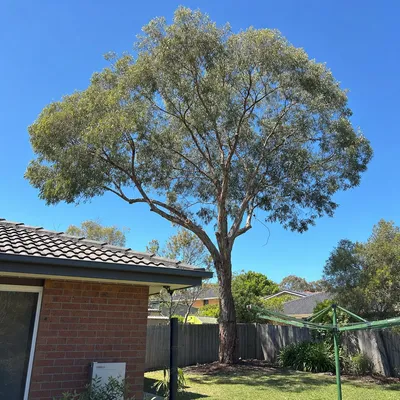 After: Crown reduction over a roofline, Mount Martha, Mornington Peninsula