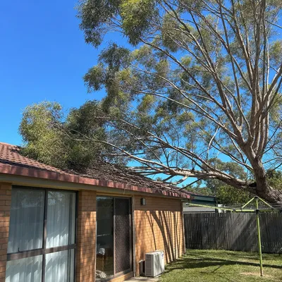 Before: Crown reduction over a roofline, Mount Martha, Mornington Peninsula