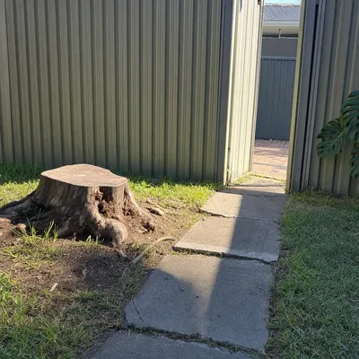 Before: Stump grind after pine removal, sandy backyard, Mornington Peninsula