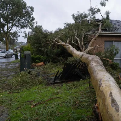 Emergency Tree Services in Mornington Peninsula. Day and night storm attendance for limbs blown down by bay wind, fallen trees at holiday properties, and unstable trunks after a big coastal weather event.